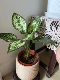 Chinese evergreen image 4