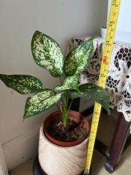 Chinese evergreen image 2