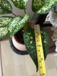 Chinese evergreen image 1