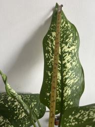 Chinese evergreen image 2