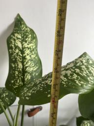 Chinese evergreen image 5