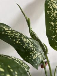 Chinese evergreen image 6