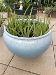 Clay flower pot with soil and plants 1 image 1