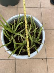 Clay flower pot with soil and plants 1 image 3