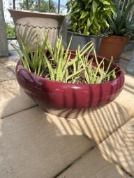 Clay flower pot with soil and plants image 1