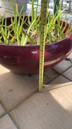Clay flower pot with soil and plants image 2