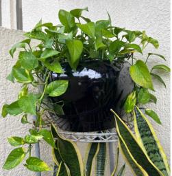 Devils Ivy in Ceramic  Pot image 1