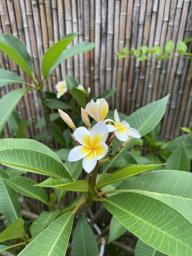 Frangipani plant image 1