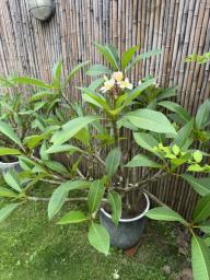 Frangipani plant image 2