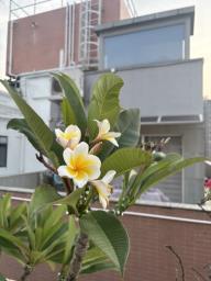 Frangipani tree image 1