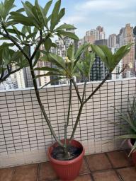 Frangipani tree image 2