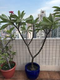Frangipani tree image 3