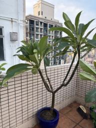 Frangipani tree image 4