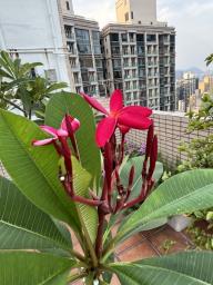 Frangipani tree image 5