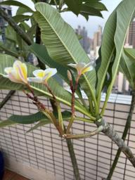 Frangipani tree image 6