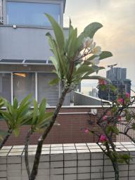 Frangipani tree image 7