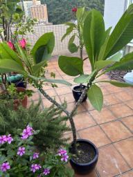 Frangipani trees image 1