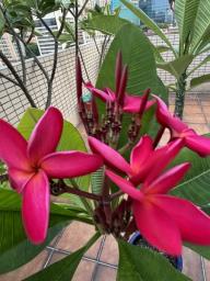 Frangipani trees image 4