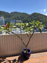 Frangipani trees image 1