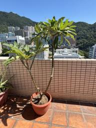 Frangipani trees image 3