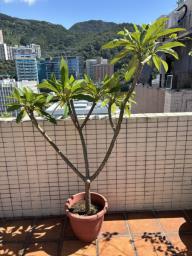 Frangipani trees image 4