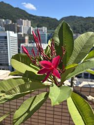 Frangipani trees image 7
