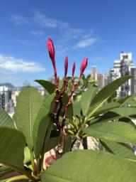 Frangipani trees image 8