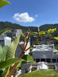 Frangipani trees image 6