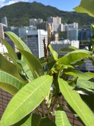 Frangipani trees image 5