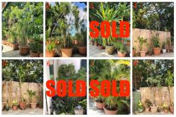 Garden Plants For Sale image 2