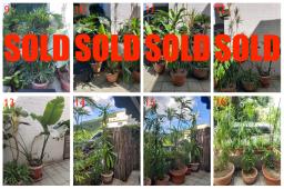Garden Plants For Sale image 1