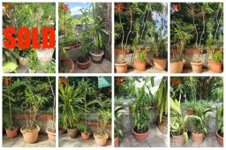 Garden Plants For Sale image 3
