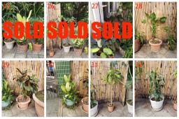 Garden Plants For Sale image 4
