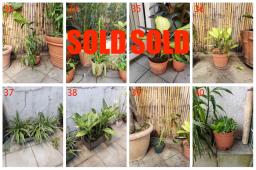 Garden Plants For Sale image 5