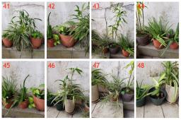 Garden Plants For Sale image 6