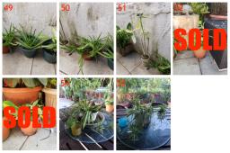 Garden Plants For Sale image 7