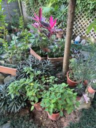 Indoor and Outdoor plantings image 1