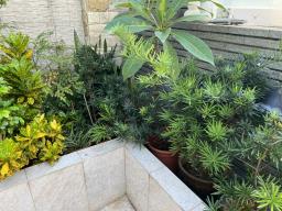 Indoor and Outdoor plantings image 8