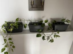 Indoor  Outdoor Plants image 2