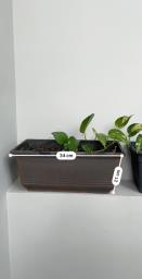 Indoor  Outdoor Plants image 5