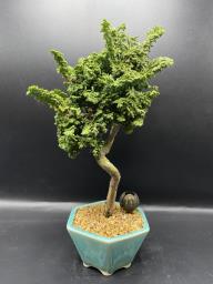 Japanese bonsai for sale image 1