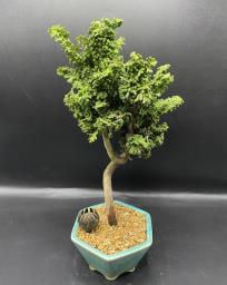 Japanese bonsai for sale image 2