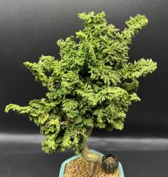 Japanese bonsai for sale image 3