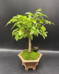 Japanese bonsai image 1