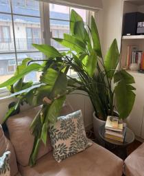 Large Bird of Paradise Pot Plant image 2