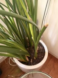 Large Bird of Paradise Pot Plant image 1