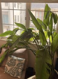 Large Bird of Paradise Pot Plant image 3