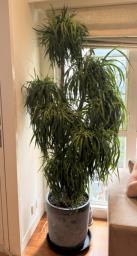 Large Dragon Tree Pot Plant image 1