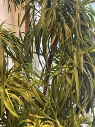 Large Dragon Tree Pot Plant image 2