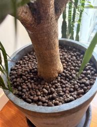 Large Dragon Tree Pot Plant image 3